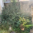 大田区でお庭の草刈り・雑草除去作業を行いました